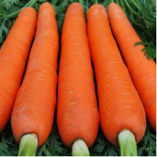 Carrot seeds «Red giant» coated