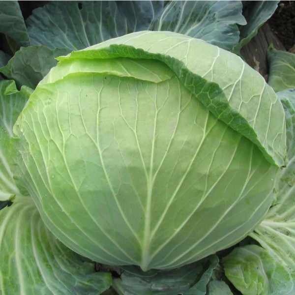 Cabbage seeds «Stone Head» coated