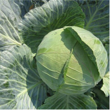 Cabbage seeds «Ditmarscher» coated