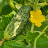 Cucumber seeds «Nijinsky gift»