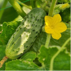 Cucumber seeds «Nijinsky gift»