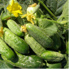 Cucumber seeds «Nizhinsky triumph»