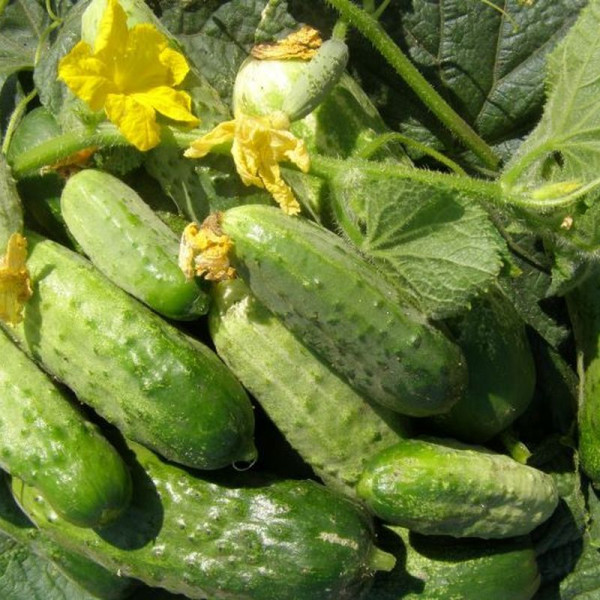 Cucumber seeds «Nizhinsky triumph»