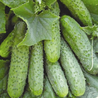 Cucumber seeds «Nizhinsky local»