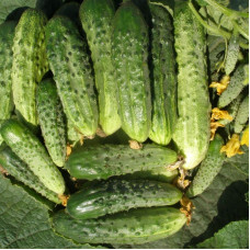 Cucumber seeds «Optimist»