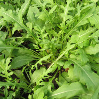 Perennial wall-rocket seeds «Youth»