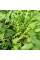 Насіння дворядника тонколистого «Молодість» (дика рукола)