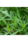 Насіння дворядника тонколистого «Молодість» (дика рукола)