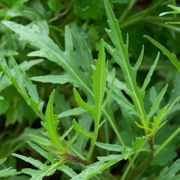 Насіння дворядника тонколистого «Молодість» (дика рукола)