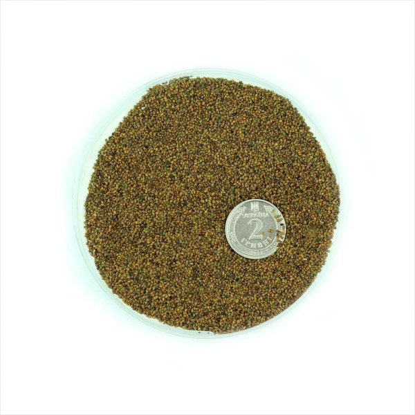 Насіння дворядника тонколистого «Молодість» (дика рукола)