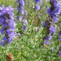 Hyssop seeds «Skyland»