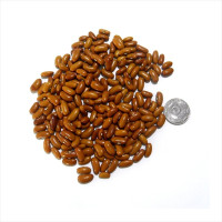 Насіння квасолі «Дар»