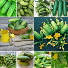 Set of seeds «Super Cucumber» No. 2 - 10 packets