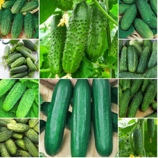 Set of seeds «Cucumber assortment» - 10 packets