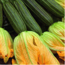 Squash seeds «Edible flowers»