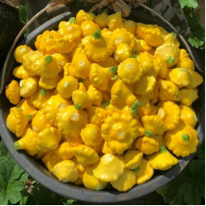 Pattypan squash seeds «Groshik»