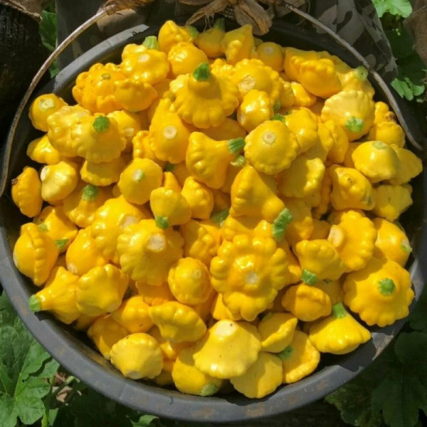 Pattypan squash seeds «Groshik»