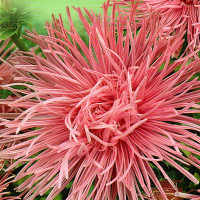 Aster seeds «Rinzi»