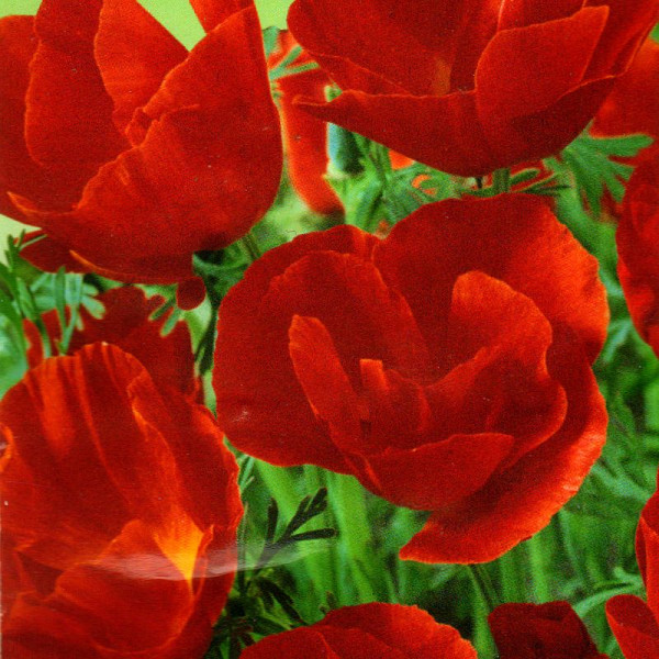 Eschscholzia seeds «Red chief»