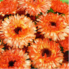 Calendula seeds «Sherbet»