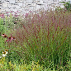 Switchgrass seeds