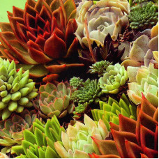 Sempervivum seeds «Hippie chicks»