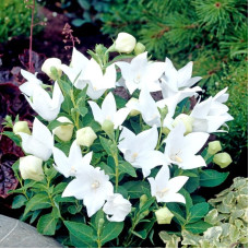 Platycodon grandiflora seeds «White»