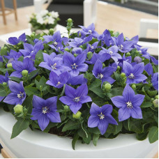 Platycodon grandiflora seeds «Blue»