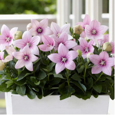 Platycodon grandiflora seeds «Pink»