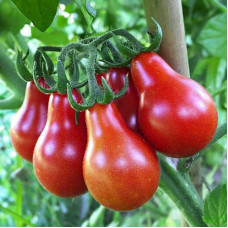 Tomato seeds «Red pear»