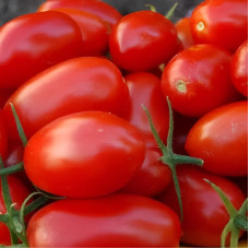 Tomato seeds «Missouri»