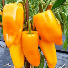 Sweet pepper seeds «Golden Jubilee»