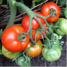 Tomato seeds «Gina»