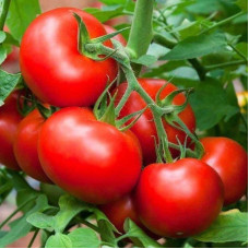 Tomato seeds «Betalux»