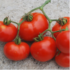 Tomato seeds «Yablunka»