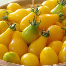 Tomato seeds «Yellow pear»