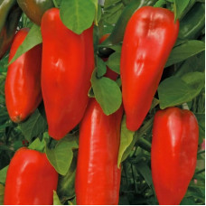 Sweet pepper seeds «Shepherd»