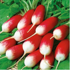 Radishes seeds «18 carat»