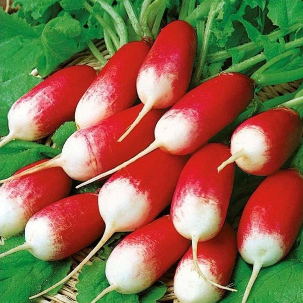 Radishes seeds «18 carat»