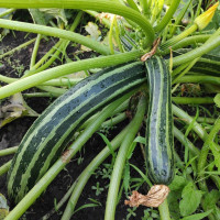 Насіння кабачка «Італійський смугастий»