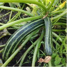 Squash seeds «Italian striped»