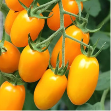 Tomato seeds «Amulet»