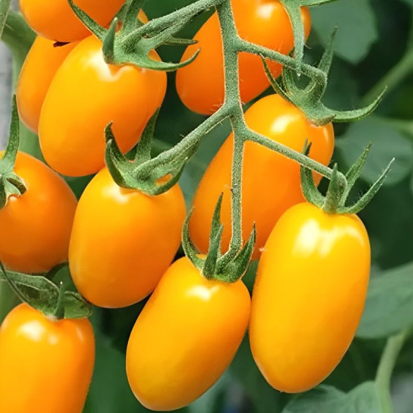 Tomato seeds «Amulet»