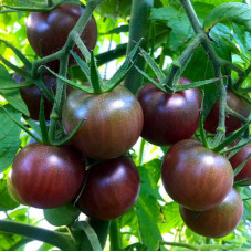 Tomato seeds «Cherry black»