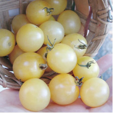 Tomato seeds «Cherry snowy»