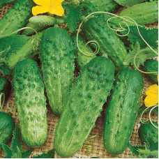 Cucumber seeds ««Envy of your neighbor» F1