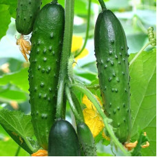 Cucumber seeds «Cuckoo» F1