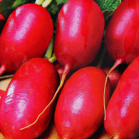 Radishes seeds «Yutsinka»