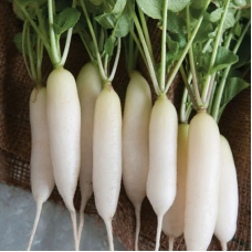 Radishes seeds «White breakfast»