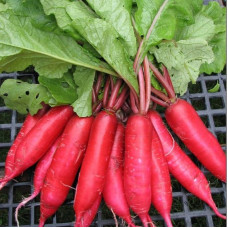 Radishes seeds «Red titan»